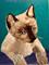 Art: Malcom Siamese by Artist Dia Spriggs