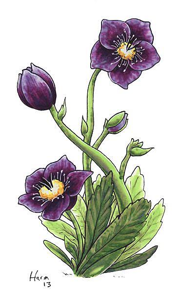 Art: Black Hellebore by Artist Erika 