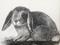 Art: Bunny by Artist Ulrike 'Ricky' Martin