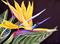 Art: Bird of Paradise by Artist Laurie Justus Pace