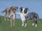 Art: Ann's Dogs by Artist Jenny Doss