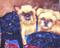 Art: Brussels Griffon - sold by Artist Ulrike 'Ricky' Martin