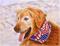 Art: Custom Pet Portraits by Artist Lar Shackelford