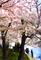 Art: Stroll Along The Cherry Blossoms by Artist Anthony Allegro
