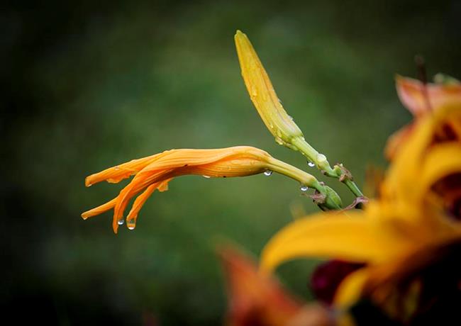 Art: Raindrop on Lily by Artist Carolyn Schiffhouer