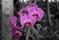 Art: Orchid on Black by Artist Carolyn Schiffhouer