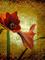 Art: Stately Amaryllis by Artist Carolyn Schiffhouer