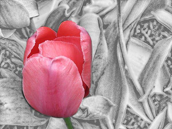 Art: Red Tulip by Artist Carolyn Schiffhouer
