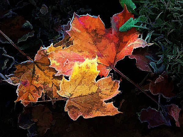 Art: Fallen Leaves in Autumn by Artist Carolyn Schiffhouer