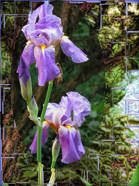 Art: Iris in a Pair by Artist Carolyn Schiffhouer