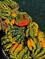 Art: Acorn Squash by Artist Deanne Flouton