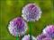 Art: Chives by Artist Deanne Flouton