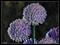 Art: Chives on Black by Artist Deanne Flouton
