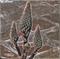 Art: Aloe by Artist Deanne Flouton