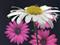 Art: Daisies and Spider by Artist Deanne Flouton