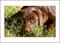 Art: Choclate Labrador Retriever Puppy Face Fine Art Print  by Artist Lar Shackelford