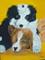 Art: Collie Pups by Artist Dia Spriggs