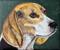 Art: Beagle by Artist Dia Spriggs