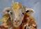 Art: Shaggy Sheep No.4 by Artist Delilah Smith