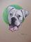Art: White Boxer by Artist Richard R. Snyder