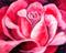 Art: Rosey Rose by Artist Marcia Baldwin