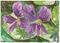 Art: MEADOW VIOLET by Artist Theodora Demetriades 