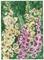 Art: FOXGLOVE CLOSEUP by Artist Theodora Demetriades 