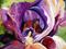 Art: Iris Two by Artist Laurie Justus Pace