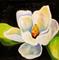 Art: Magnolia Two by Artist Laurie Justus Pace