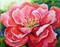 Art: pink peony five by Artist Laurie Justus Pace