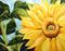 Art: Sunflower Study Hwy 114 by Artist Laurie Justus Pace