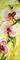Art: Pink Orchids by Artist Laurie Justus Pace