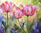 Art: Three Pink Poppies by Artist Laurie Justus Pace