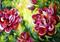 Art: Late Fall Peonies by Artist Laurie Justus Pace