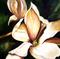 Art: June Magnolia by Artist Laurie Justus Pace