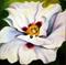 Art: White Poppy by Artist Laurie Justus Pace