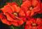 Art: Three Red Poppies by Artist Laurie Justus Pace