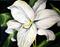Art: Shawne's Lily by Artist Laurie Justus Pace