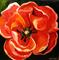 Art: Oriental Red Poppy by Artist Laurie Justus Pace