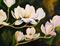 Art: Texas Magnolias by Artist Laurie Justus Pace