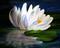 Art: Flower Night Water Lily  by Artist Laurie Justus Pace