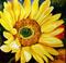 Art: Flower Texas Sunflower Solo by Artist Laurie Justus Pace