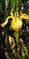 Art: Yellow Iris 1 by Artist Laurie Justus Pace