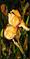 Art: Orange Iris 1 by Artist Laurie Justus Pace