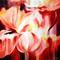 Art: Pink Poppies by Artist Laurie Justus Pace