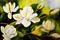 Art: Deep in Magnolias by Artist Laurie Justus Pace