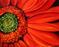 Art: Daisy Daisy Red by Artist Laurie Justus Pace