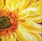 Art: Daisy Daisy Yellow by Artist Laurie Justus Pace