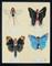 Art: The Collection by Artist Sandi Gayle Stefkovich