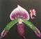 Art: Charity Auction Iris and fairy by Artist Sandi Gayle Stefkovich